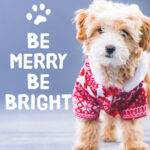 Be Merry Be Bright Dog